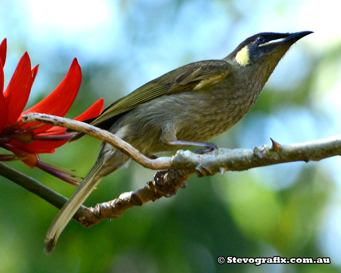 Lewins Honeyeater