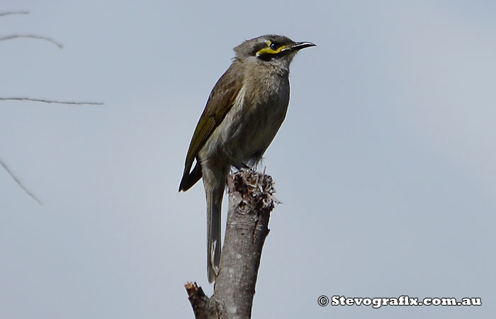 Yellow-faced Honeyeater