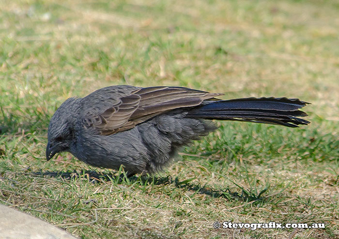 Apostlebird