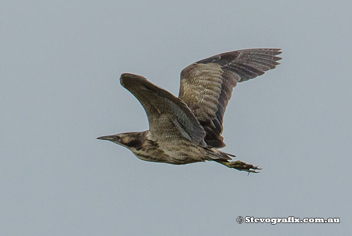 Australasian Bittern