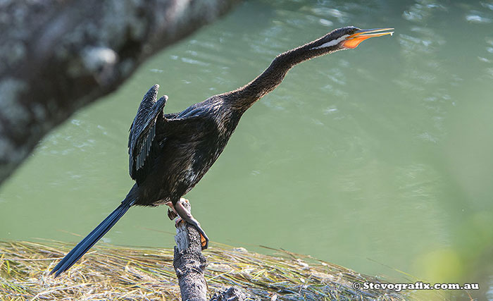 Australasian Darter