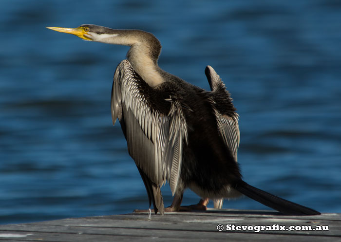 Female Australasian Darter