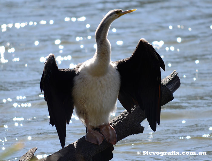 Female Australasian Darter