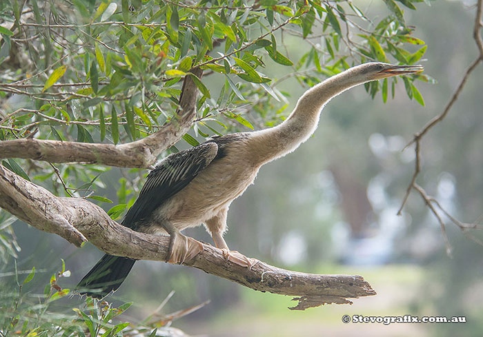 Australasian Darter juvenile