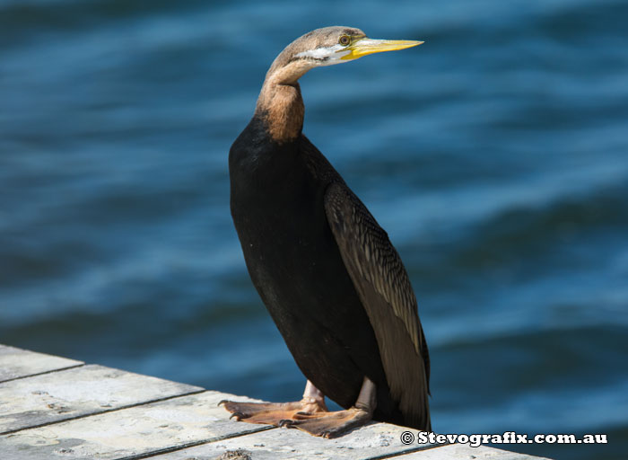 Male Australasian Darter