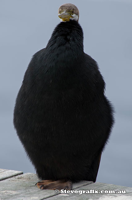 Male Australasian Darter