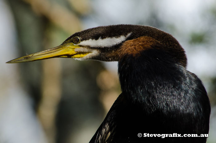 Male Australasian Darter close-up