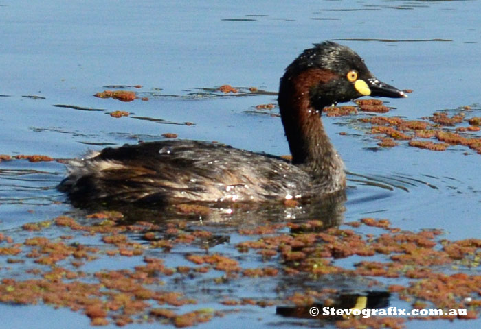 Australasian Grebe