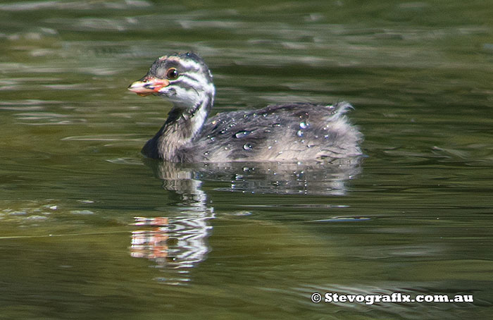 Australasian Grebe juvenile