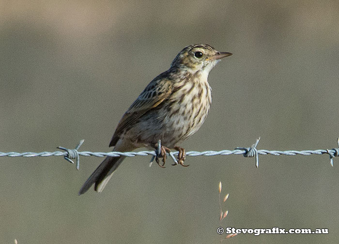 Australasian Pipit