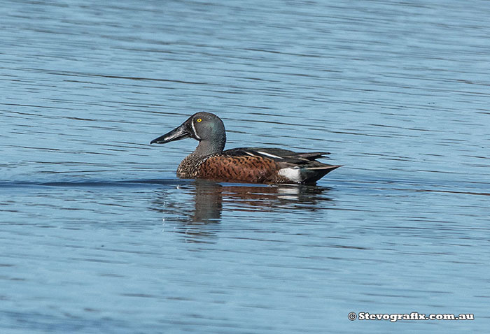 Male Australasian Shoveler