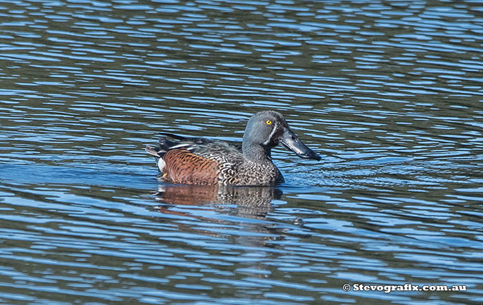 Australasian Shoveler