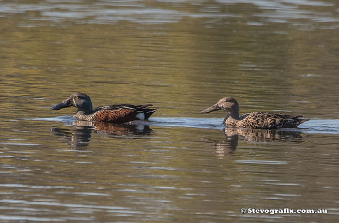 Pair Australasian Shovelers