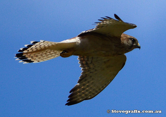 Nankeen Kestrel in flight