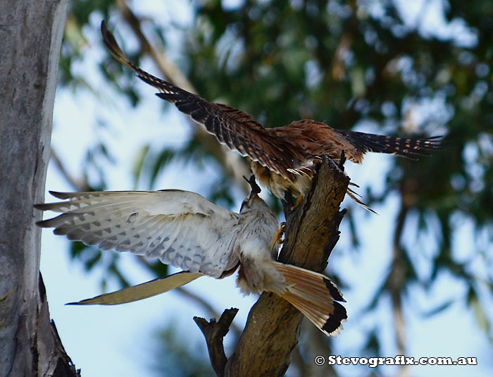 Nankeen Kestrel