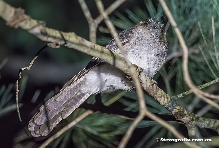 Australian Owlet-nightjar