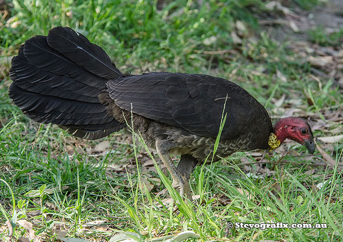 Male Australian Brush Turkey, Copacabana, NSW Sept 2013.