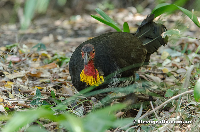 Australian Brush-Turkey