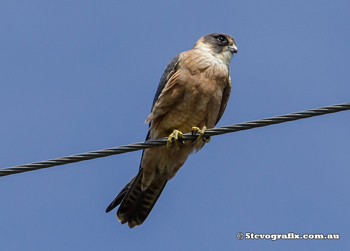 Australian Hobby