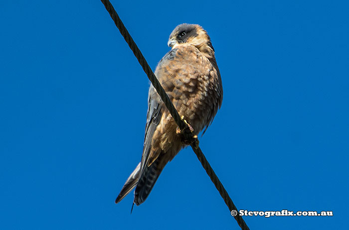 Australian Hobby