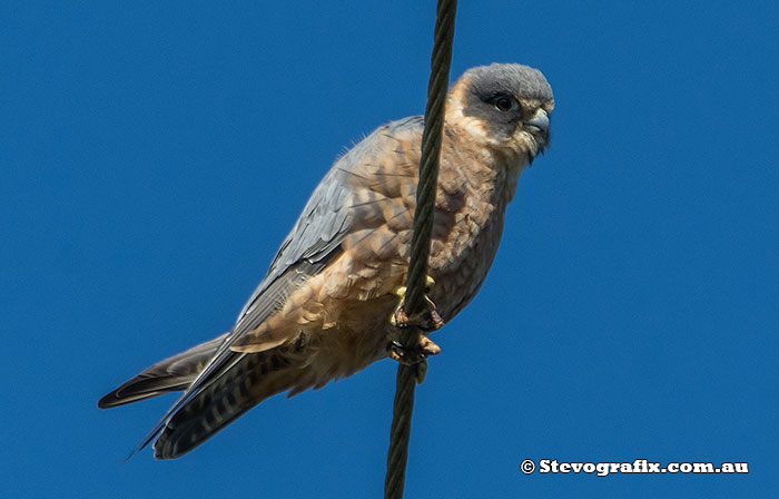 Australian Hobby