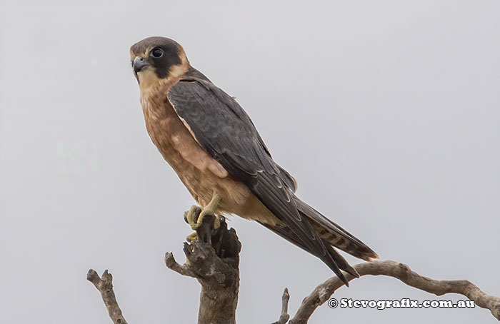 Australian Hobby