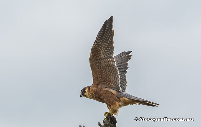 Australian Hobby