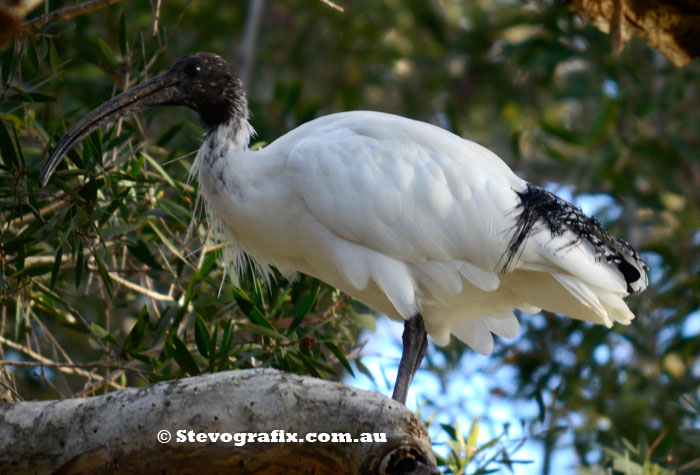 Australian White Ibis up a tree