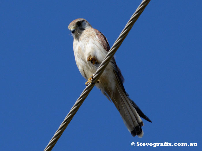 Nankeen Kestrel with prey in tallon.