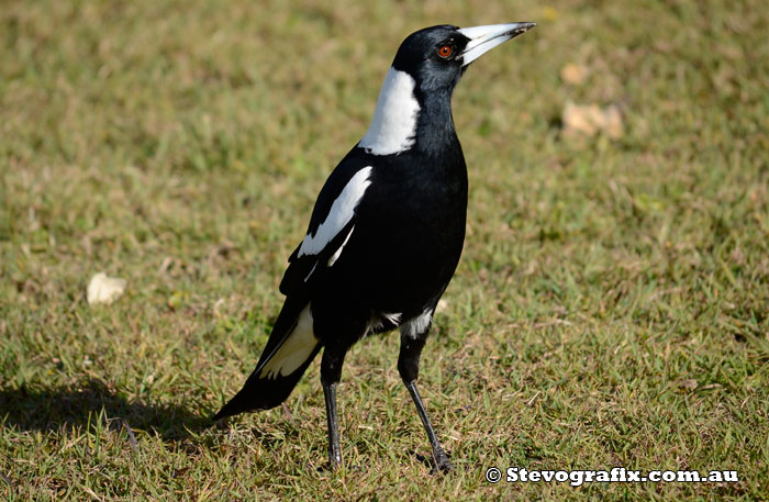 Australian Magpie