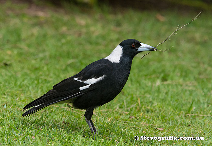 Australian Magpie