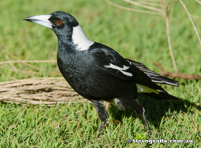 Australian Magpie