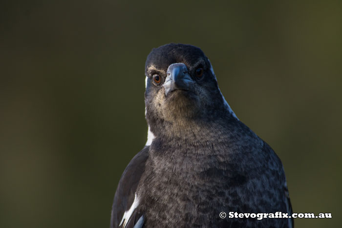 Australian Magpie close-up