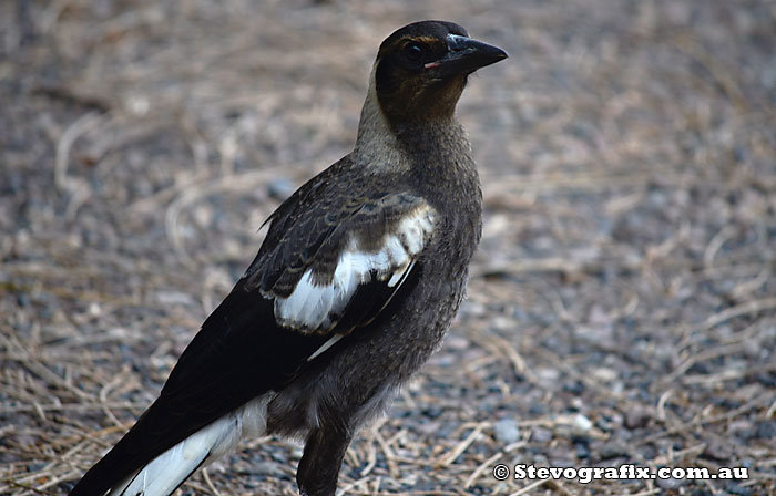 Black-backed magpie fledgling