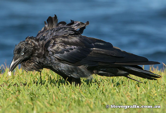 Australian Raven