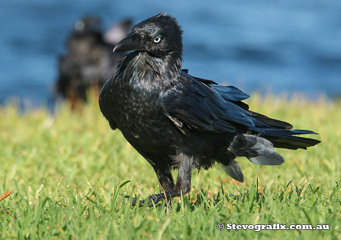 Australian Raven