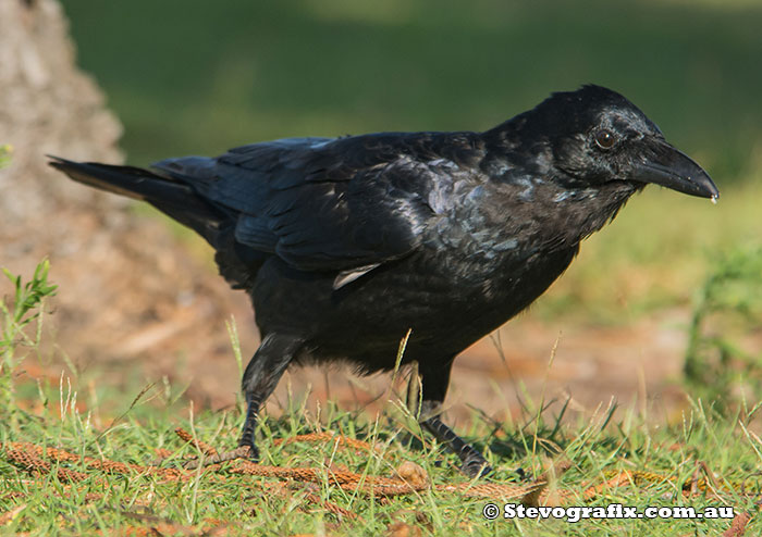 Australian Raven