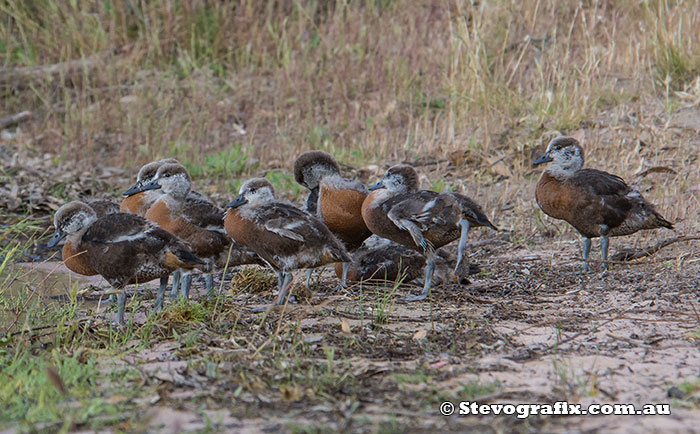 Australian Shelduck