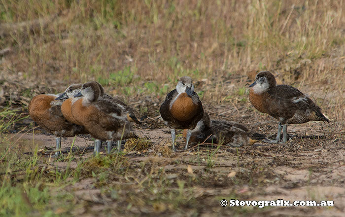 Australian Shelduck