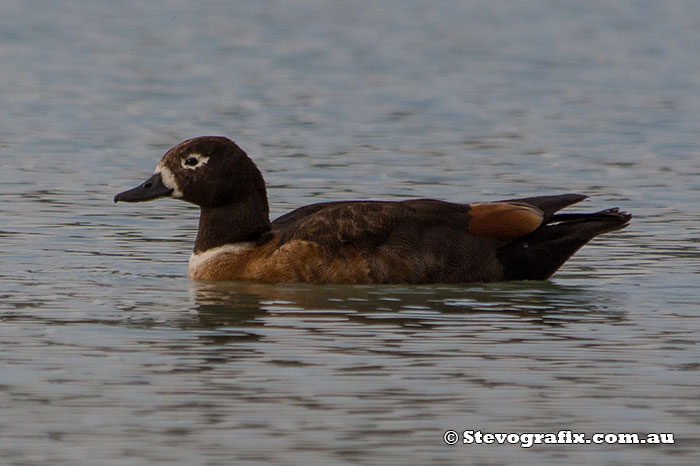 Female Australian Shelduck