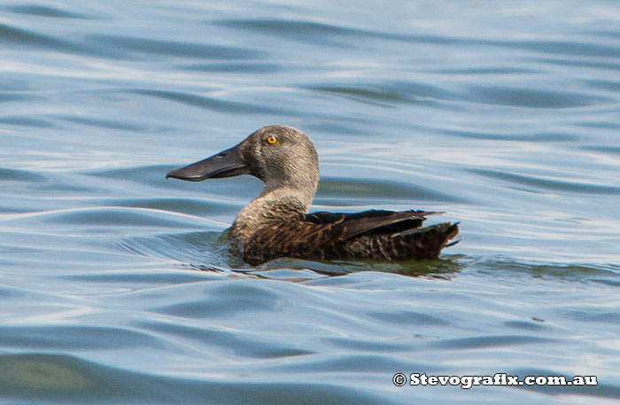 Australasian Shoveler