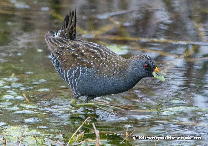 Spotted Crake