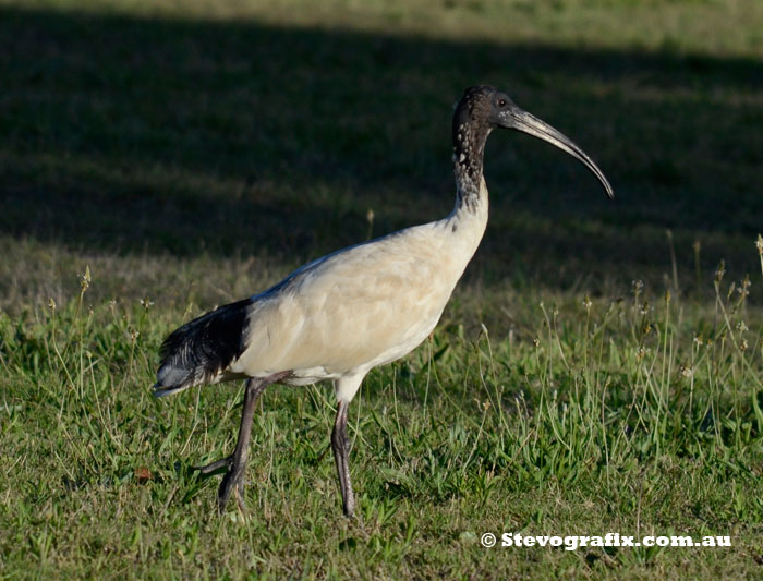 Australian White Ibis