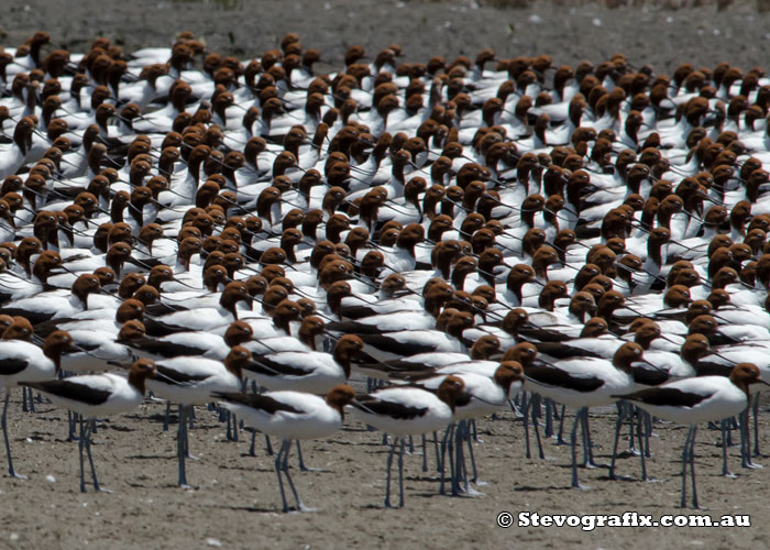 Red-necked Avocets