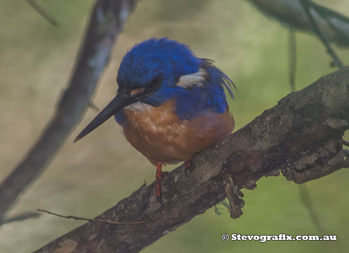 Azure Kingfisher