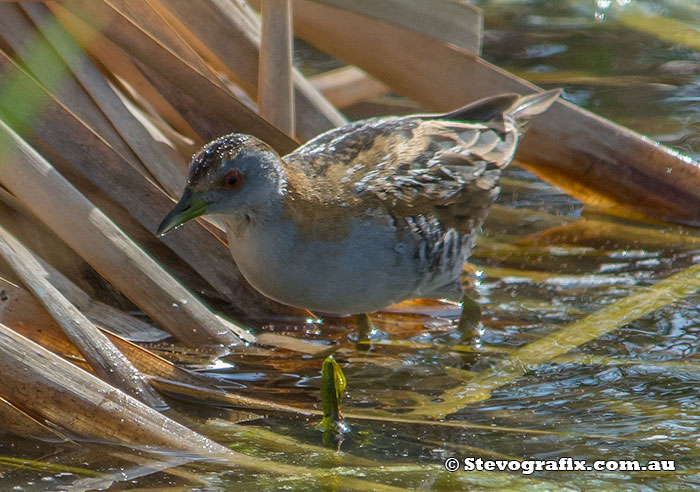 Ballion's Crake