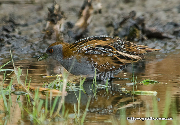 Baillon's Crake