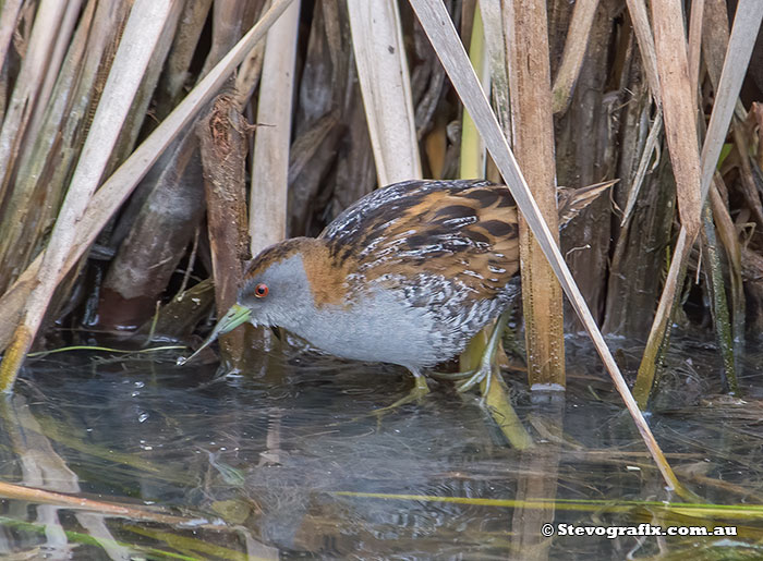 Ballion's Crake