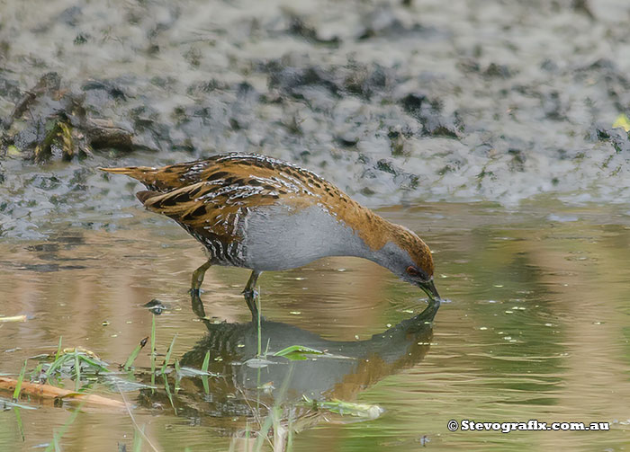 Baillon's Crake