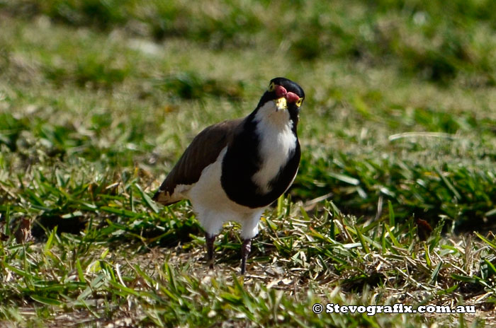 Bnaded Lapwing